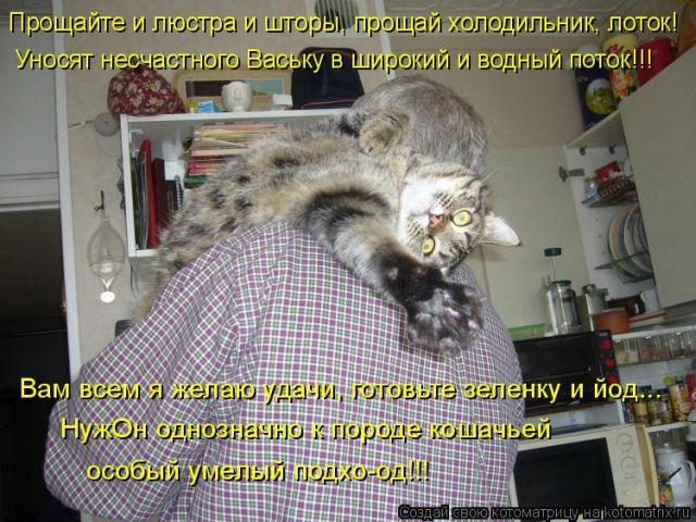 Лучшие котоматрицы недели