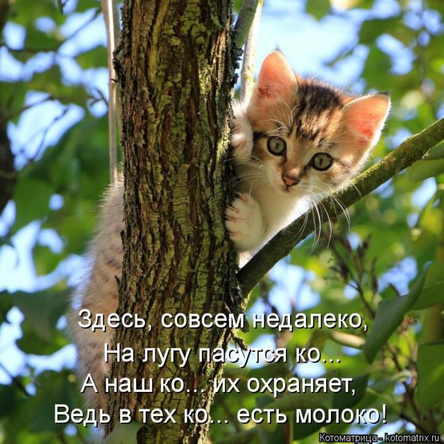 Лучшие котоматрицы недели