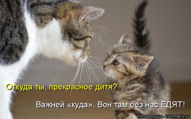Лучшие котоматрицы недели