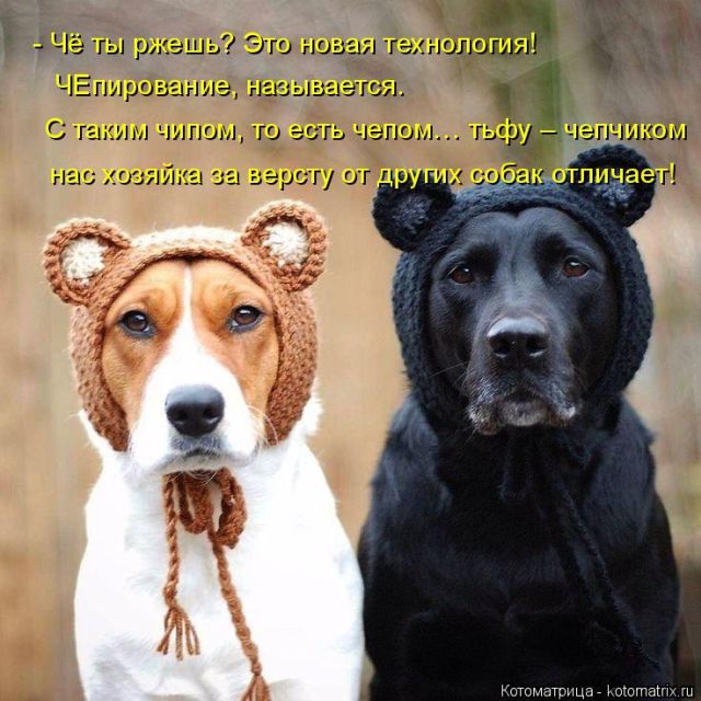 Лучшие котоматрицы недели