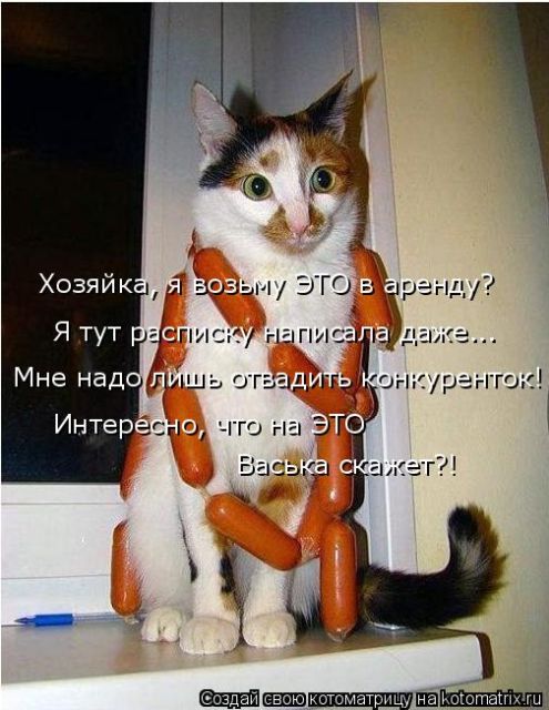 Лучшие котоматрицы недели