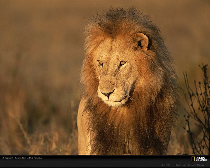Большие кошки от National Geographic Большие кошки от National Geographic