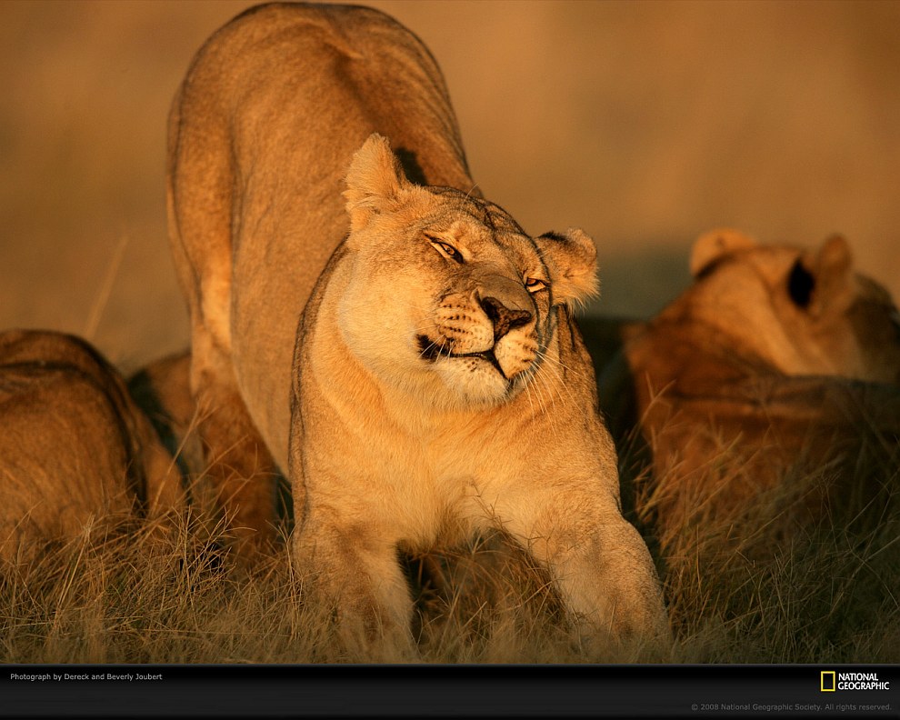 Большие кошки от National Geographic Большие кошки от National Geographic