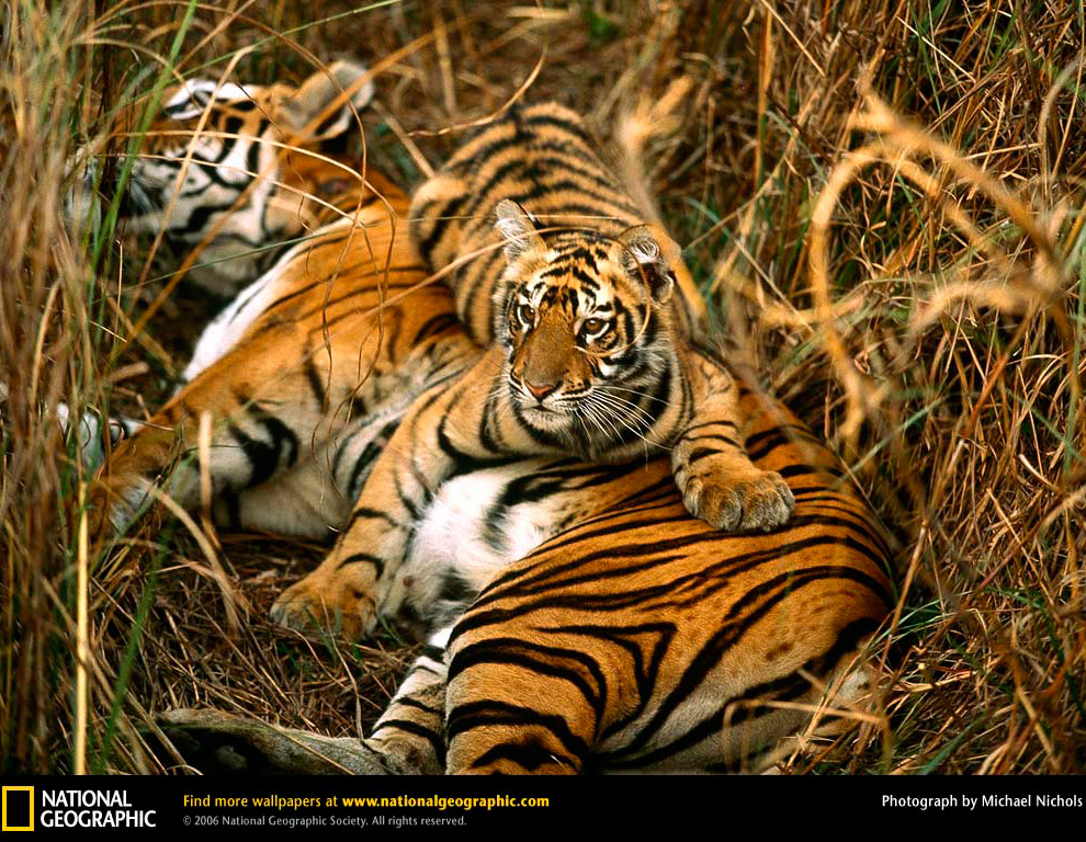 Большие кошки от National Geographic Большие кошки от National Geographic