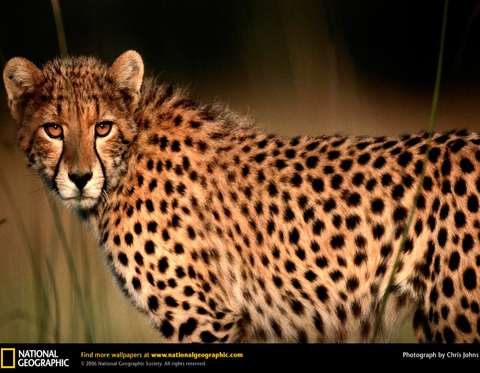 Большие кошки от National Geographic Большие кошки от National Geographic
