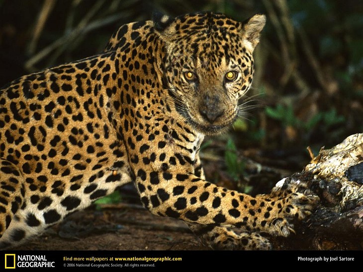 Большие кошки от National Geographic Большие кошки от National Geographic