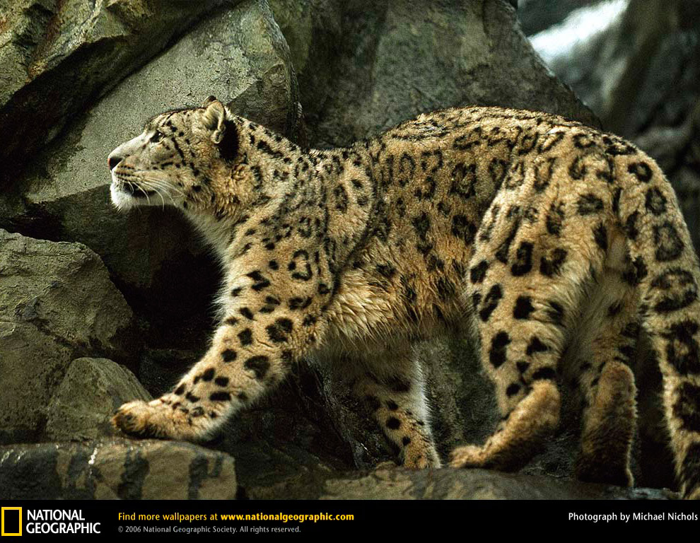 Большие кошки от National Geographic Большие кошки от National Geographic
