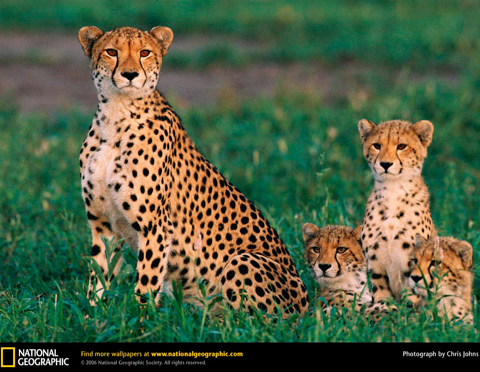 Большие кошки от National Geographic Большие кошки от National Geographic