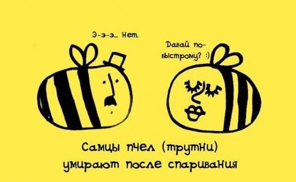 Интересные факты обо всем