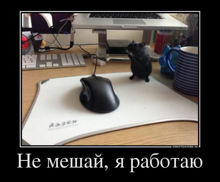 Демотиваторы (67 фото)