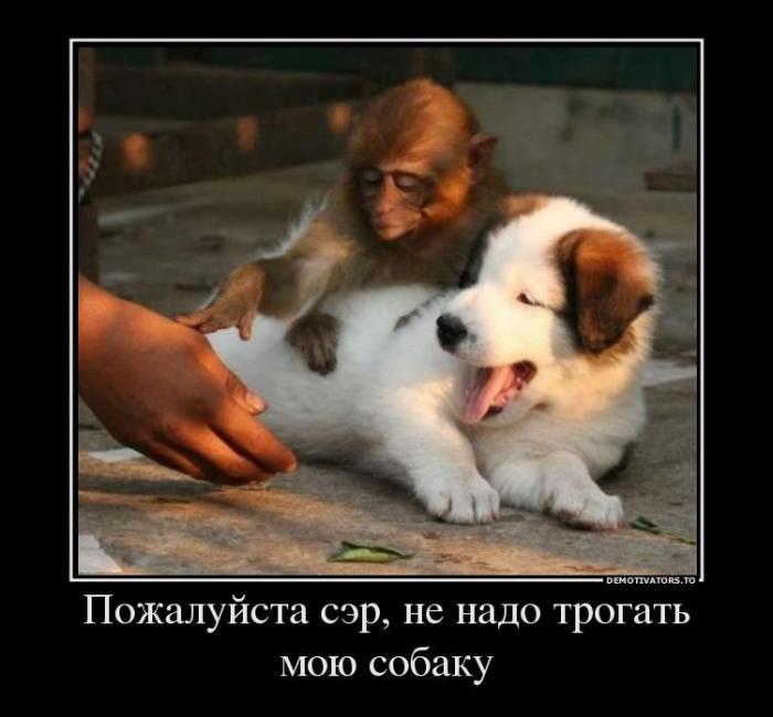Демотиваторы (67 фото)