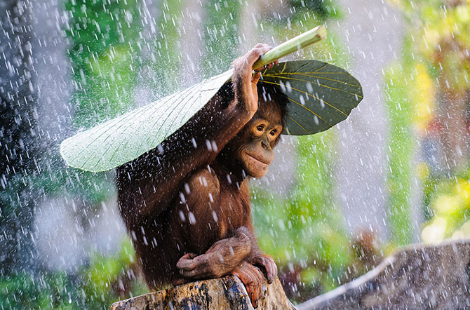 Международный конкурс Sony World Photography Awards 2015
