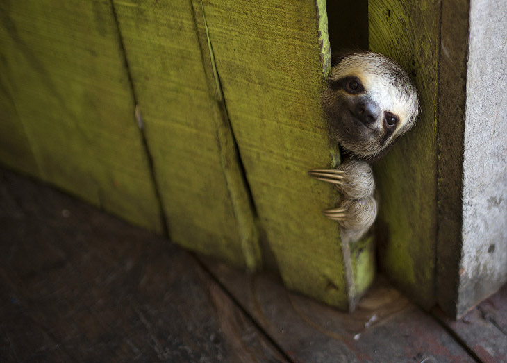 Животные в фотографиях