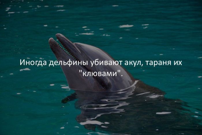 Интересные факты обо всем на свете