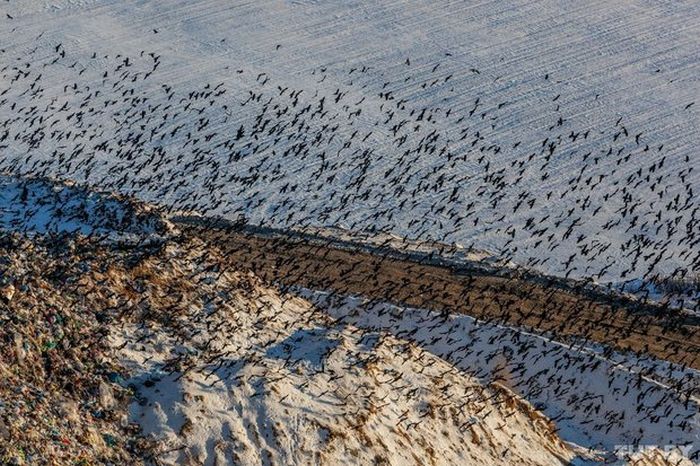 Как живут бомжи на городских свалках в зимнее время года Как живут бомжи на городских свалках в зимнее время года