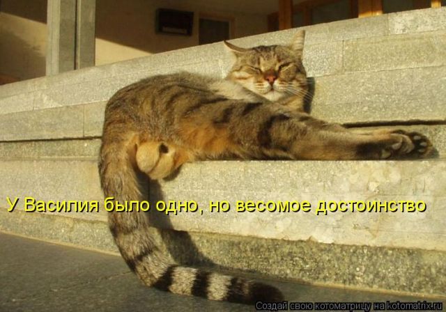 Лучшие котоматрицы недели