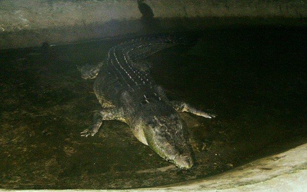 Самый большой в мире крокодил умер