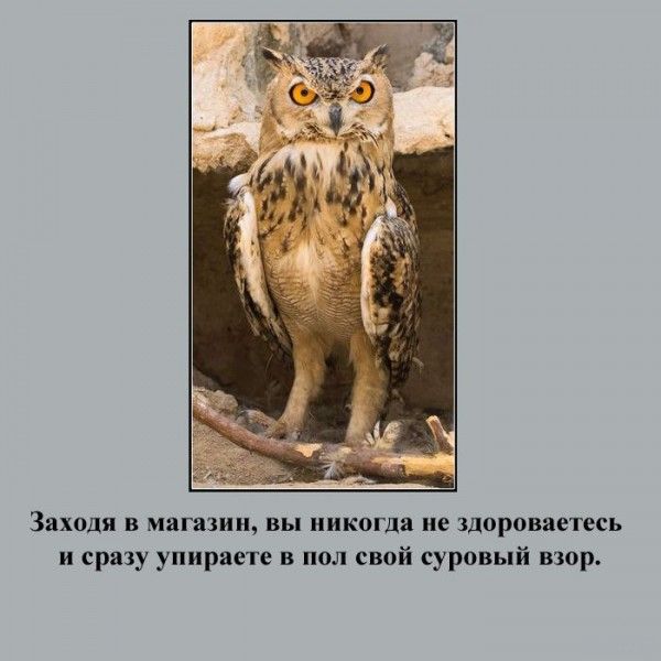 Признаки русского туриста (21 фото)