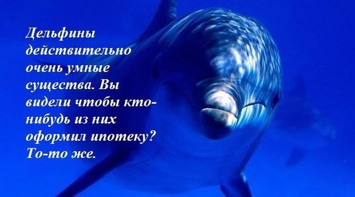 Порция картинок
