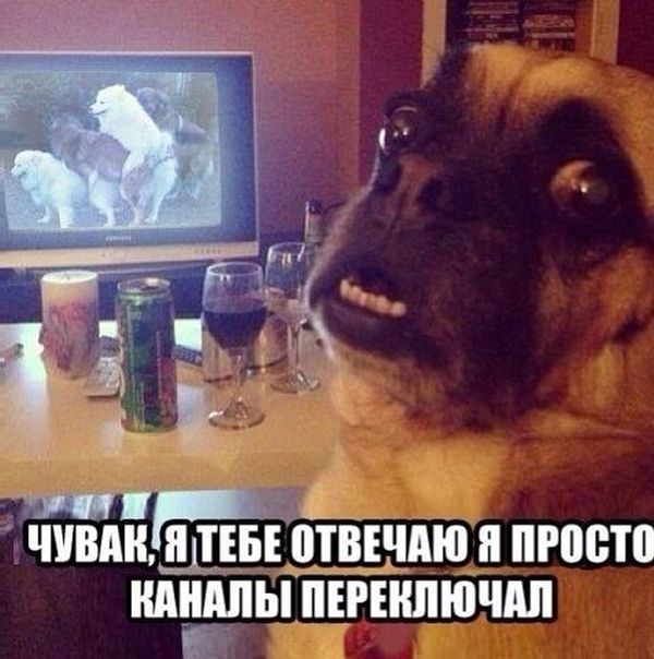 Порция картинок