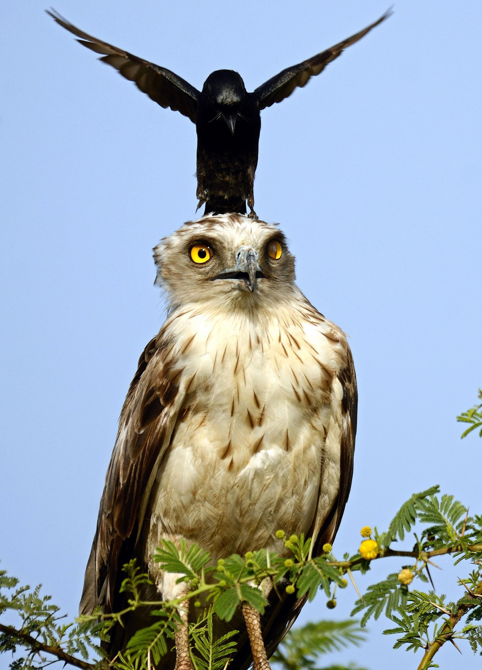 Angry Birds