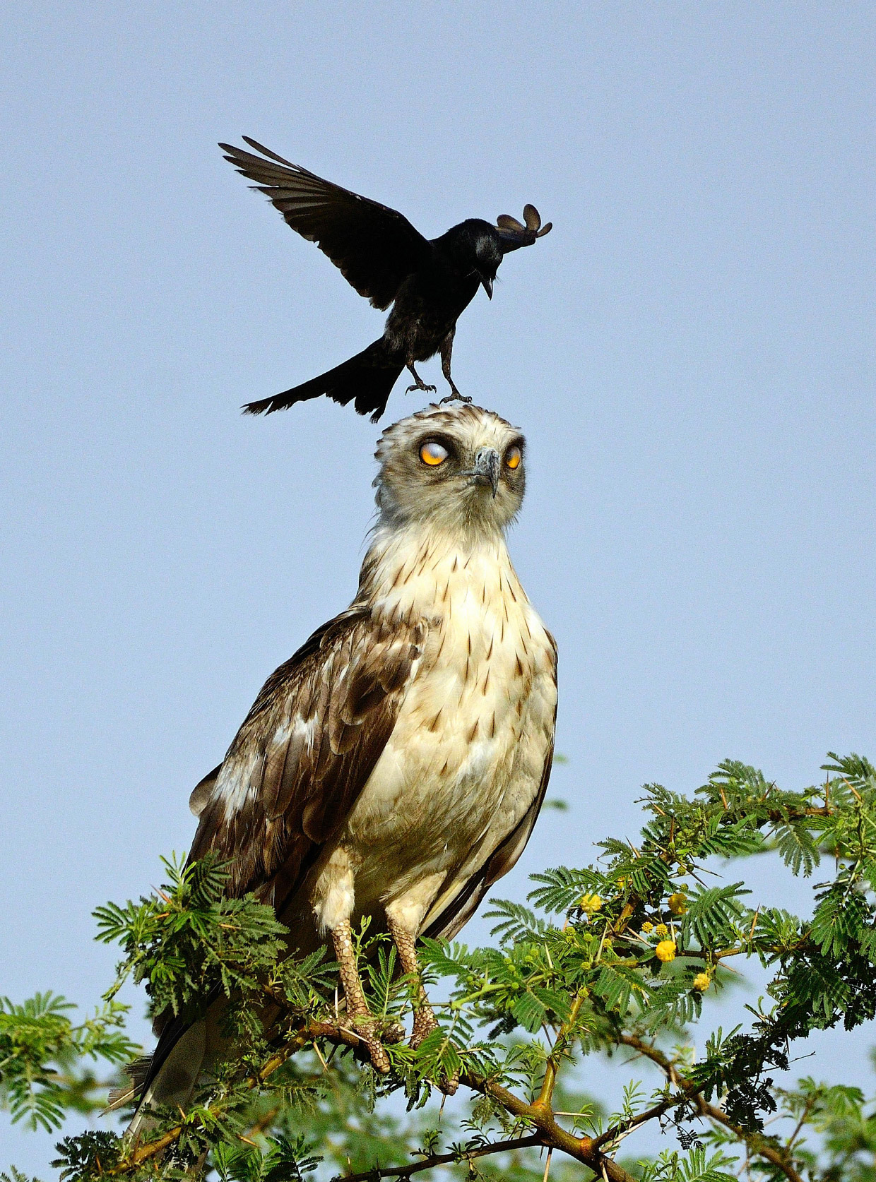 Angry Birds
