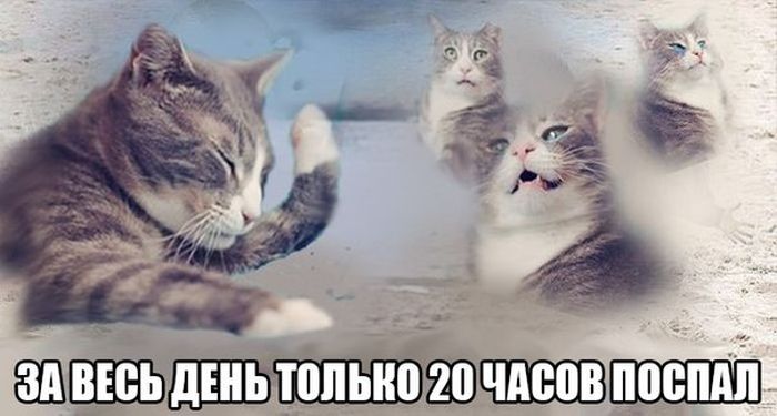 Порция картинок