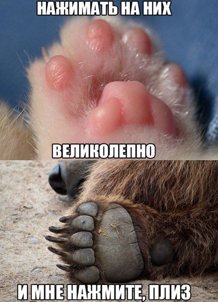 Порция картинок