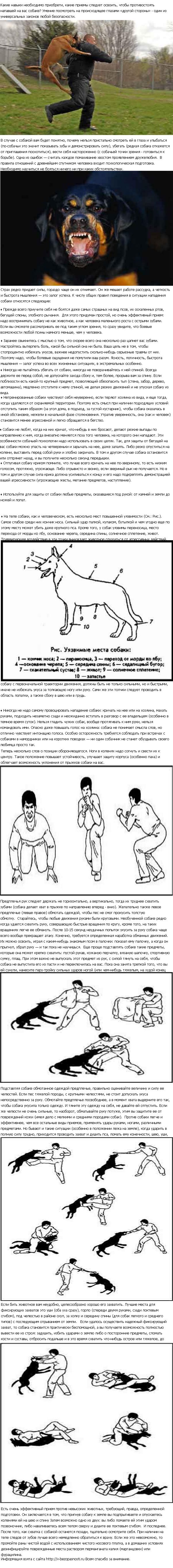 Как спастись от нападения собаки