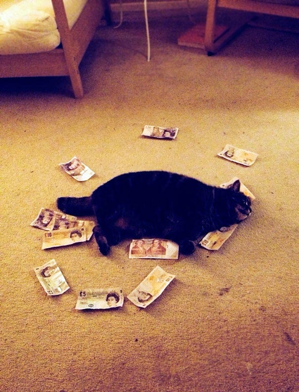 Люди, которые очень пожалели о том, что доверили своих домашних животных кому-то другому Люди, которые очень пожалели о том, что доверили своих домашних животных кому-то другому