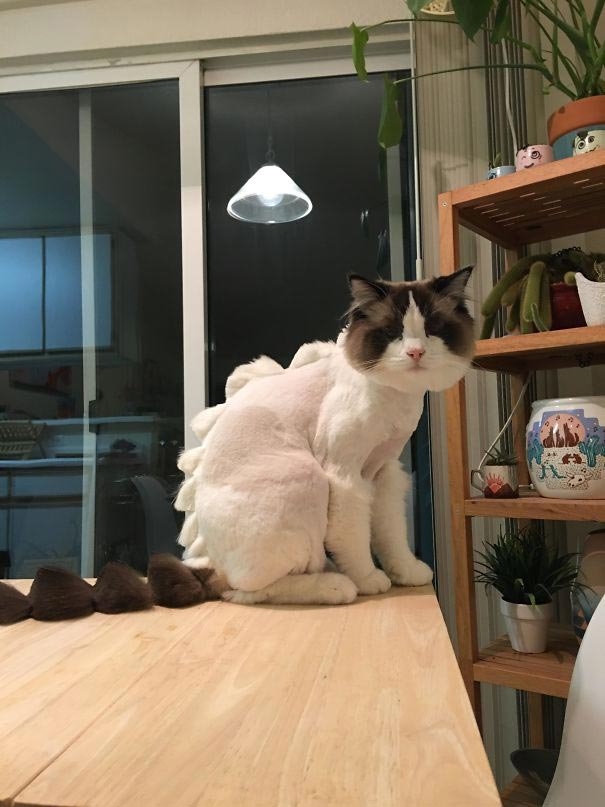 Люди, которые очень пожалели о том, что доверили своих домашних животных кому-то другому Люди, которые очень пожалели о том, что доверили своих домашних животных кому-то другому