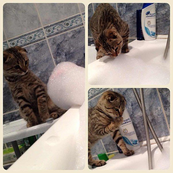 Прикольные картинки