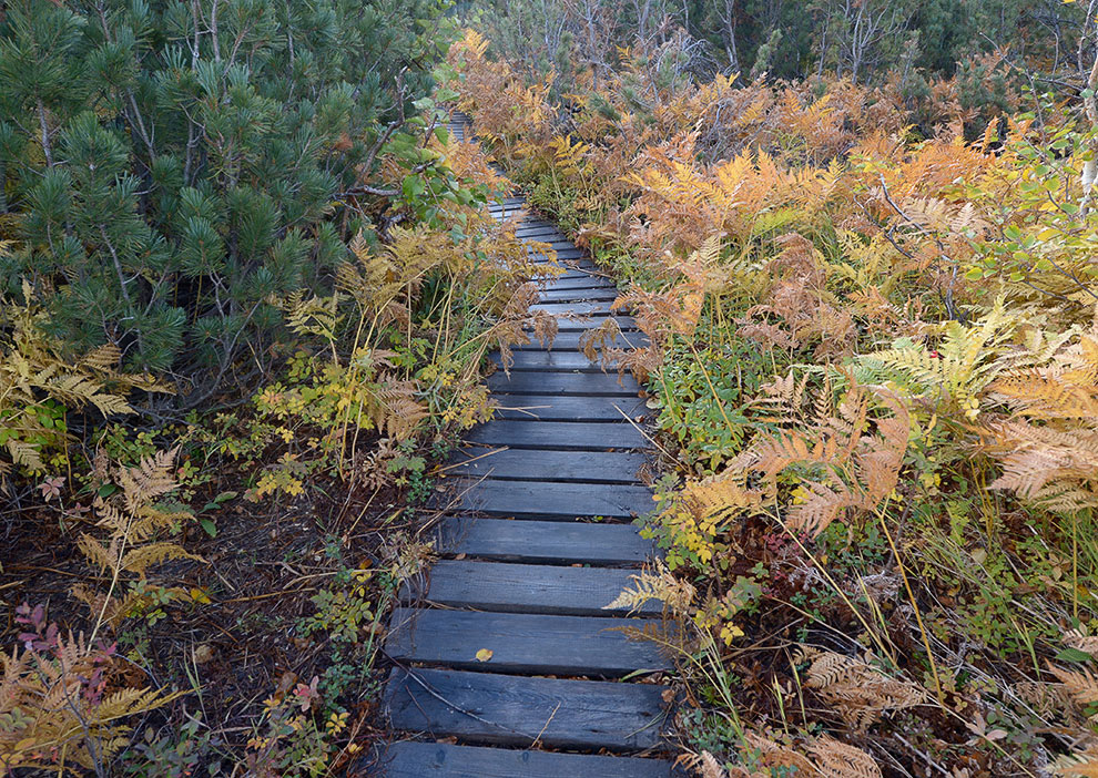 Медведи на Камчатке Медведи на Камчатке