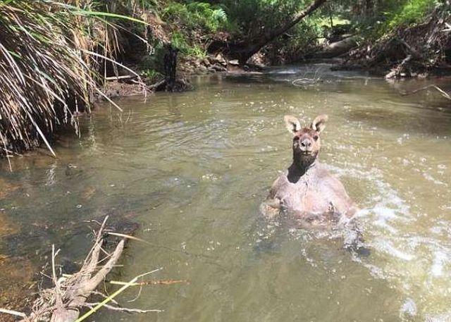 Фотографу удалось снять мускулистого кенгуру