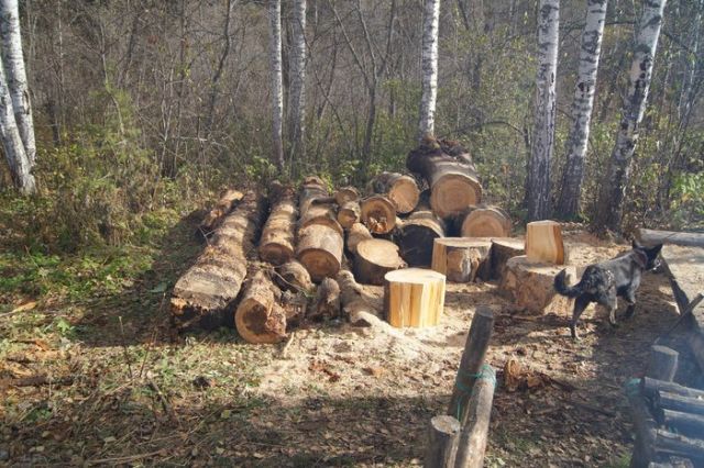 В Башкортостане лесорубы разрушили старинные Борисовские печи