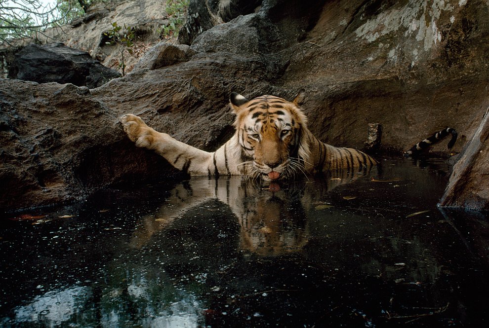 125 лет журналу National Geographic 125 лет журналу National Geographic