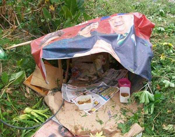 Спасение собаки (26 фото)