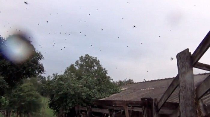 Нашествие пауков на Бразилию