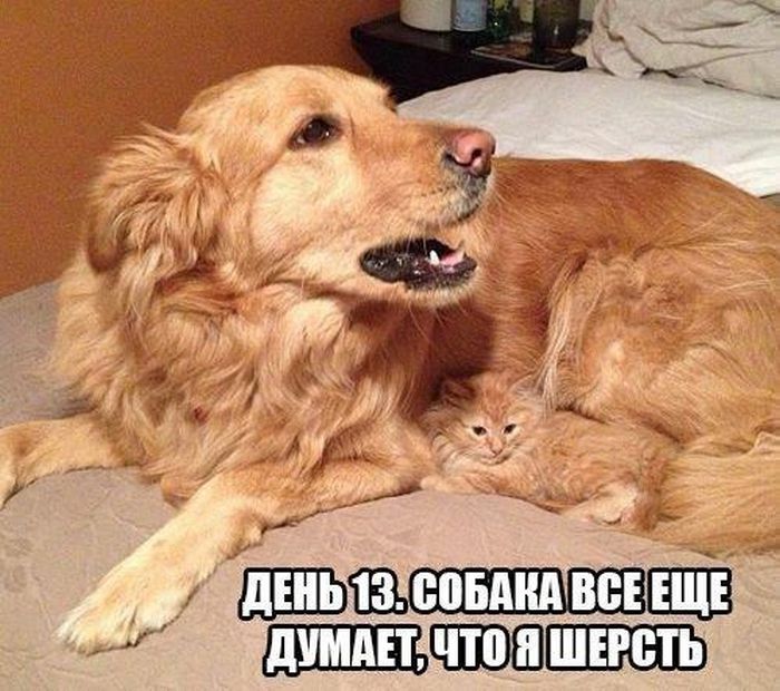 Порция картинок