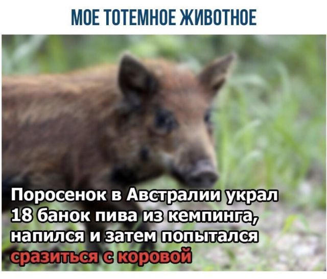 Прикольные картинки