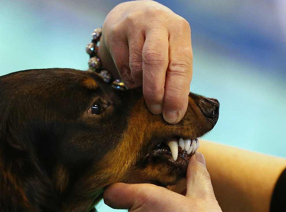 Выставка собак Crufts Dog Show 2013 Выставка собак Crufts Dog Show 2013