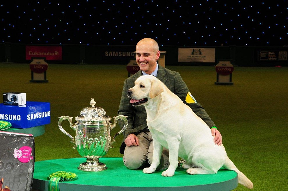 Выставка собак Crufts Dog Show 2013 Выставка собак Crufts Dog Show 2013