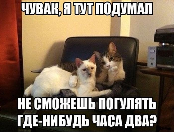 Прикольные картинки (71 фото)