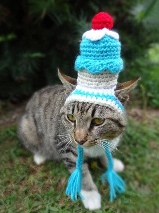 Котики в шапочках