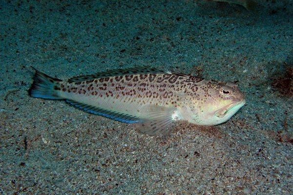Обитатели Черного моря, представляющие опасность для человека Обитатели Черного моря, представляющие опасность для человека