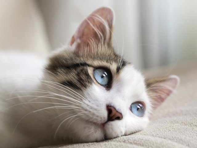 Мир глазами кошки Мир глазами кошки