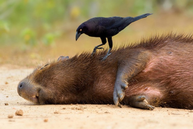 Лучшее с конкурса Bird Photographer of the Year 2018 Лучшее с конкурса Bird Photographer of the Year 2018