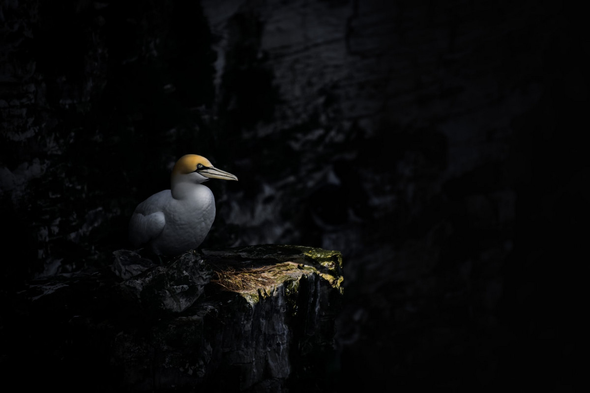 Лучшее с конкурса Bird Photographer of the Year 2018 Лучшее с конкурса Bird Photographer of the Year 2018