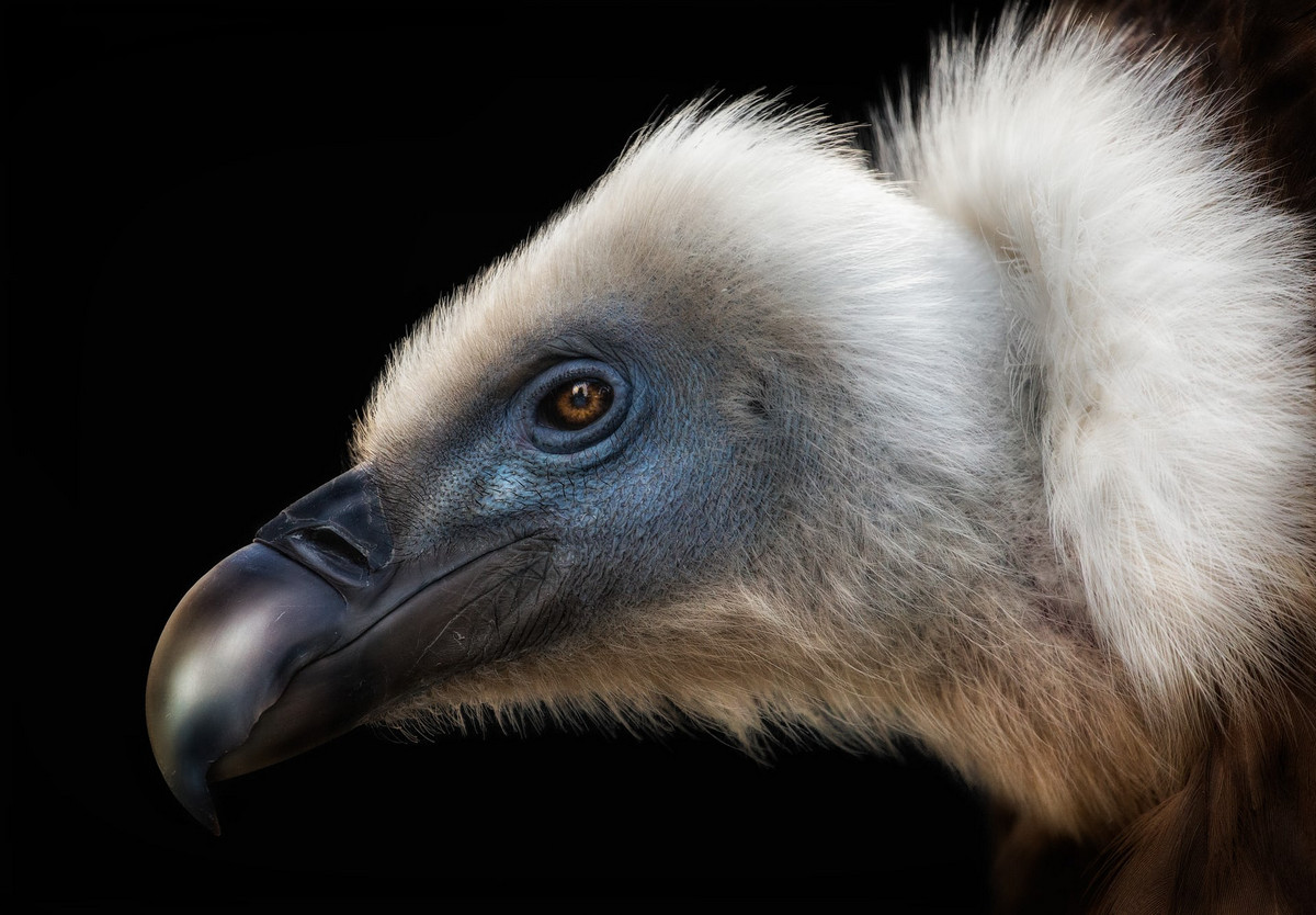 Лучшее с конкурса Bird Photographer of the Year 2018 Лучшее с конкурса Bird Photographer of the Year 2018