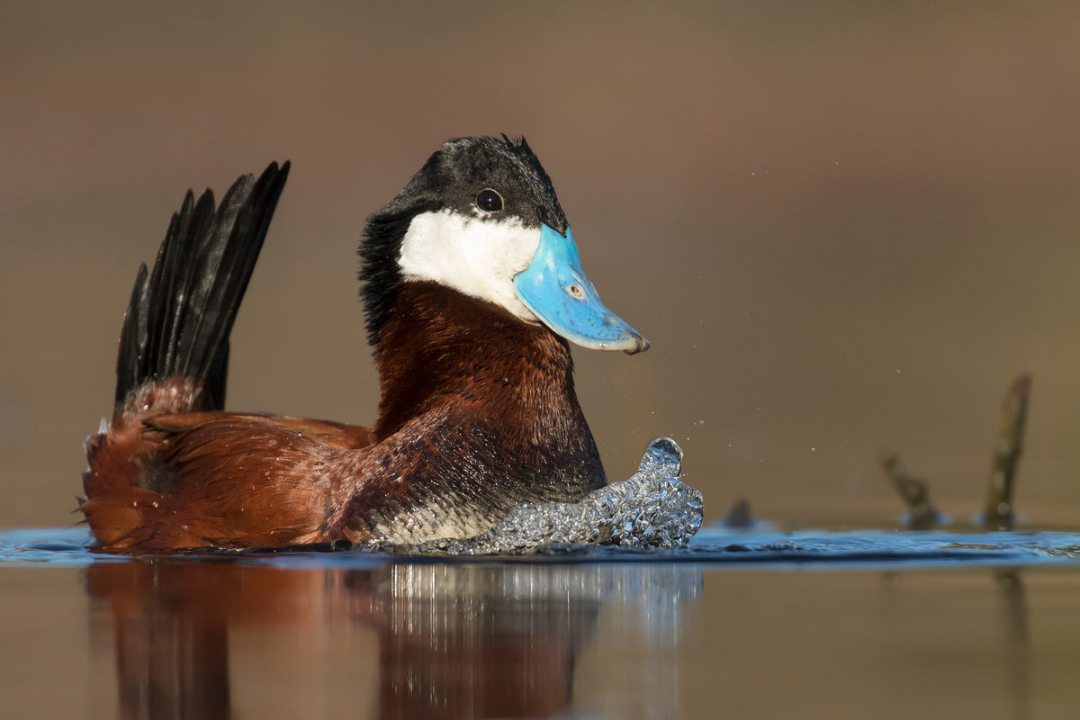 Лучшее с конкурса Bird Photographer of the Year 2018 Лучшее с конкурса Bird Photographer of the Year 2018